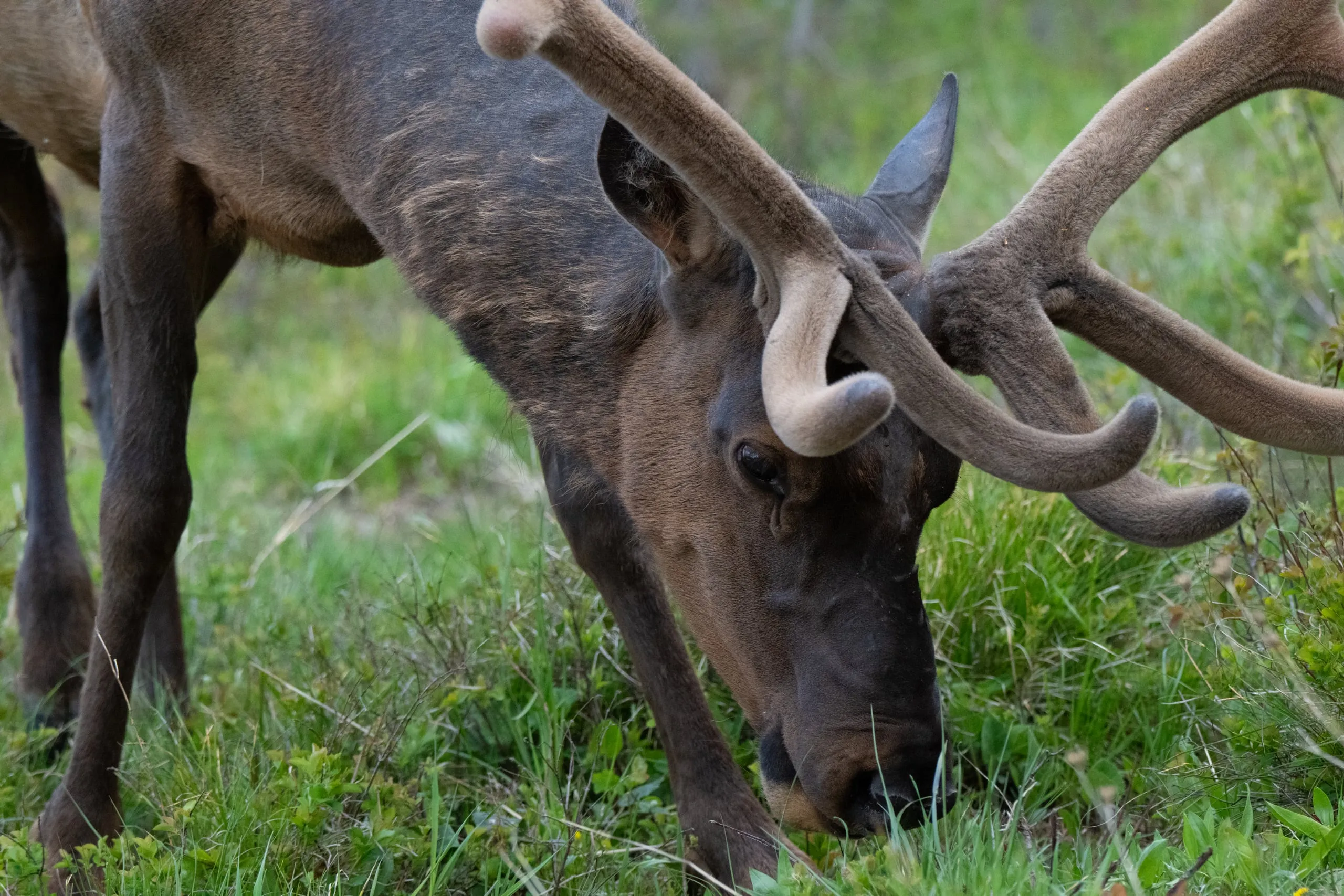 Close-up of a bull elk's head and velvet-covered antlers as it grazes in green spring grass