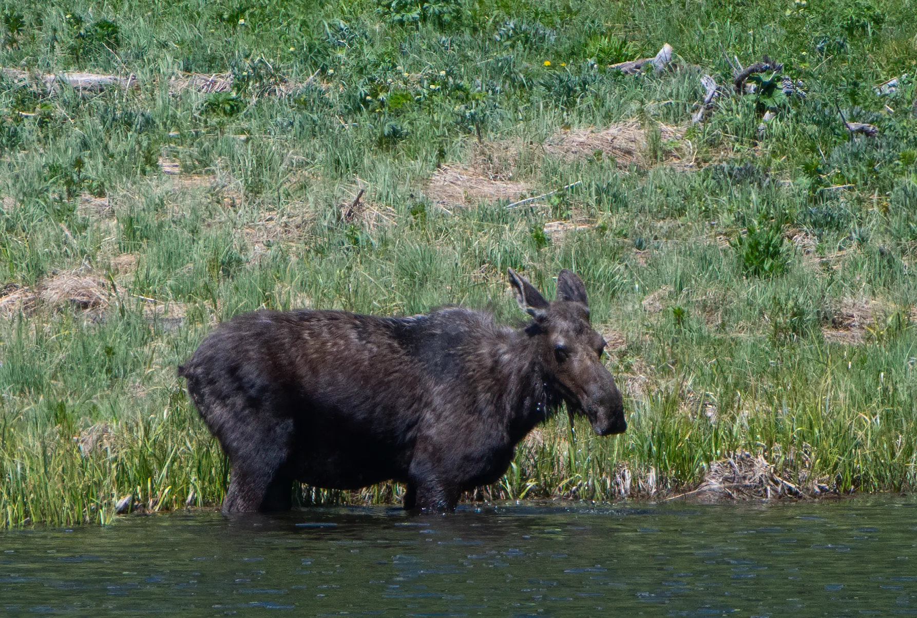 A cow moose standing in shallow water at the edge of a grassy bank, water dripping from her muzzle