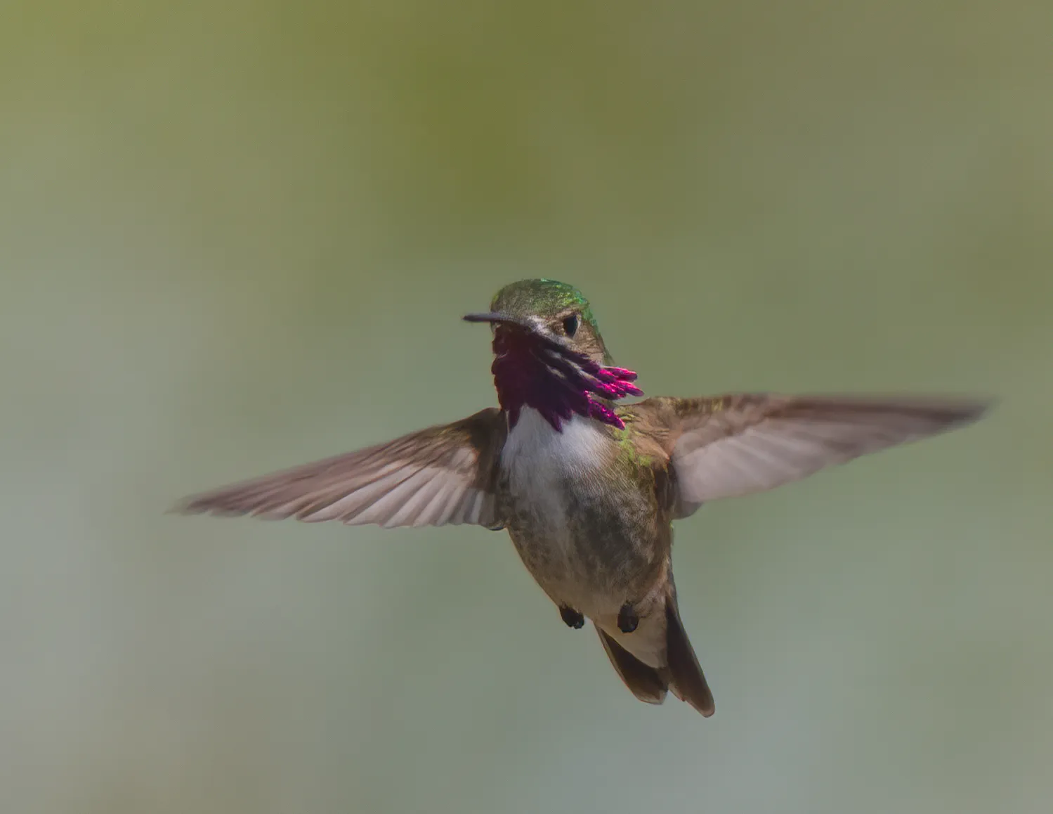 A male broad-tailed hummingbird hovering with wings spread, its magenta throat gorget catching the light