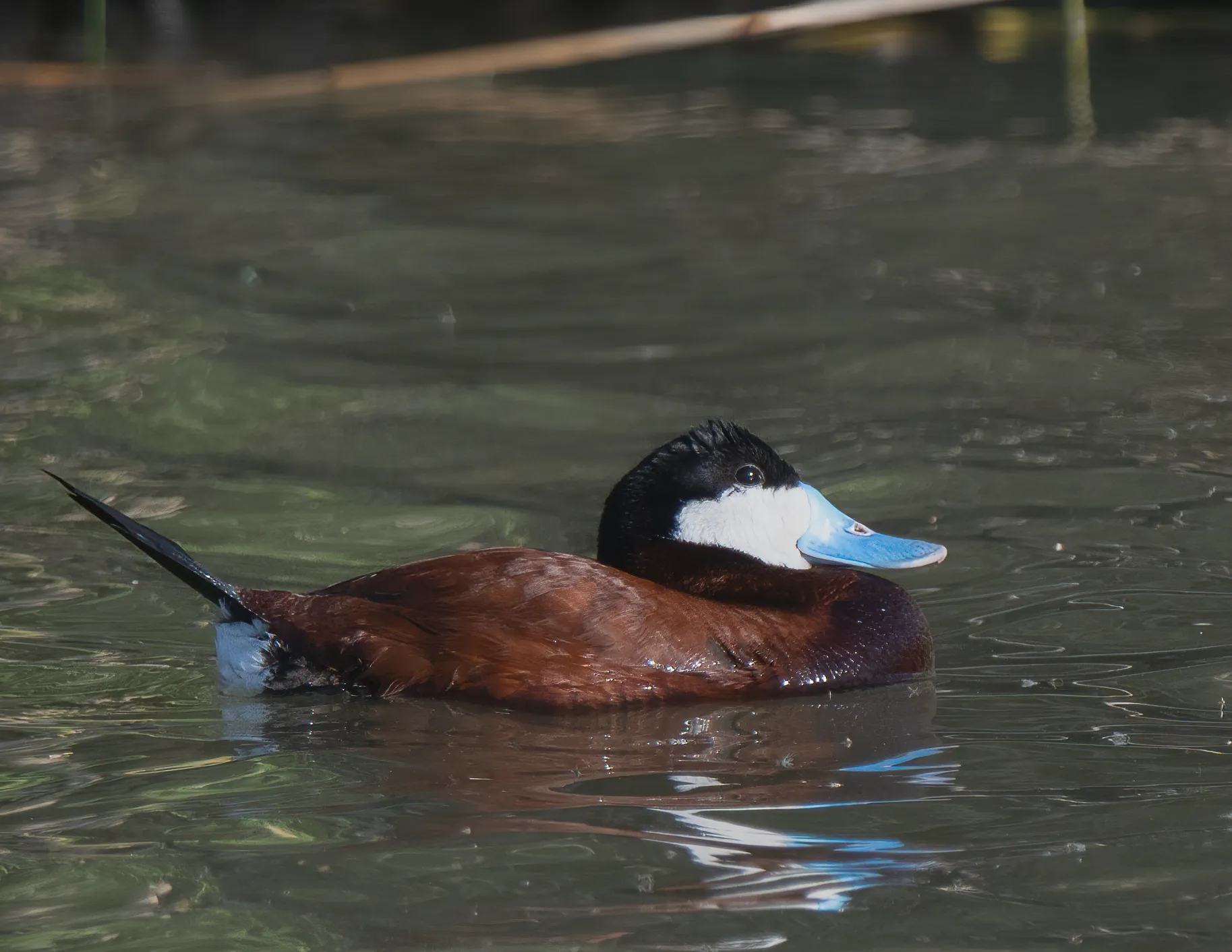 A male ruddy duck in full breeding plumage, chestnut body, black cap, white cheek, and bright blue bill, swimming on calm water