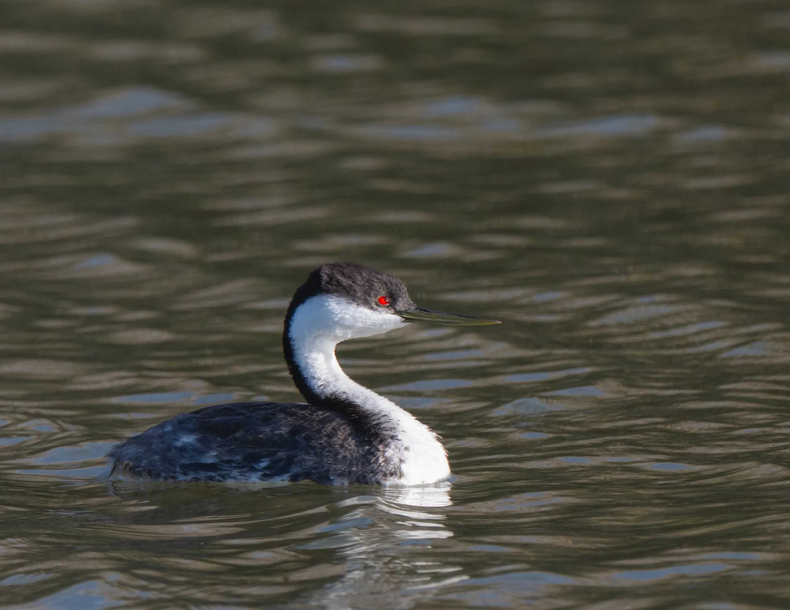 A western grebe with a striking red eye and sharp black-and-white neck pattern, swimming on calm reflective water